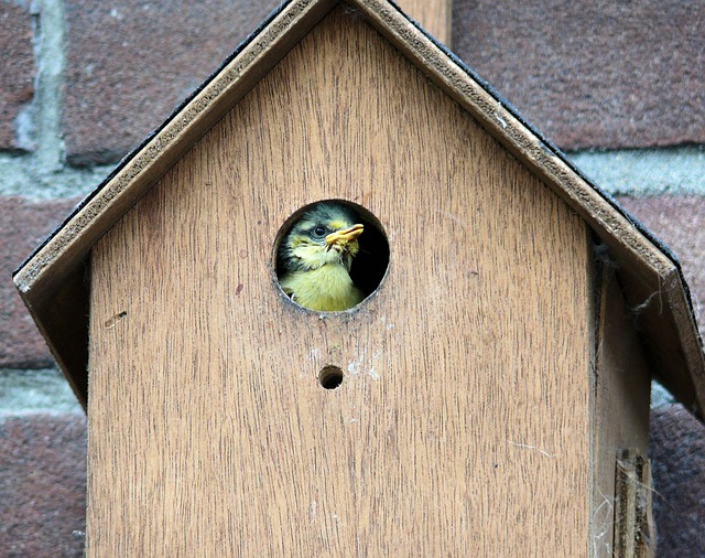 Birdhouse