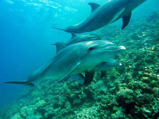 Delfines