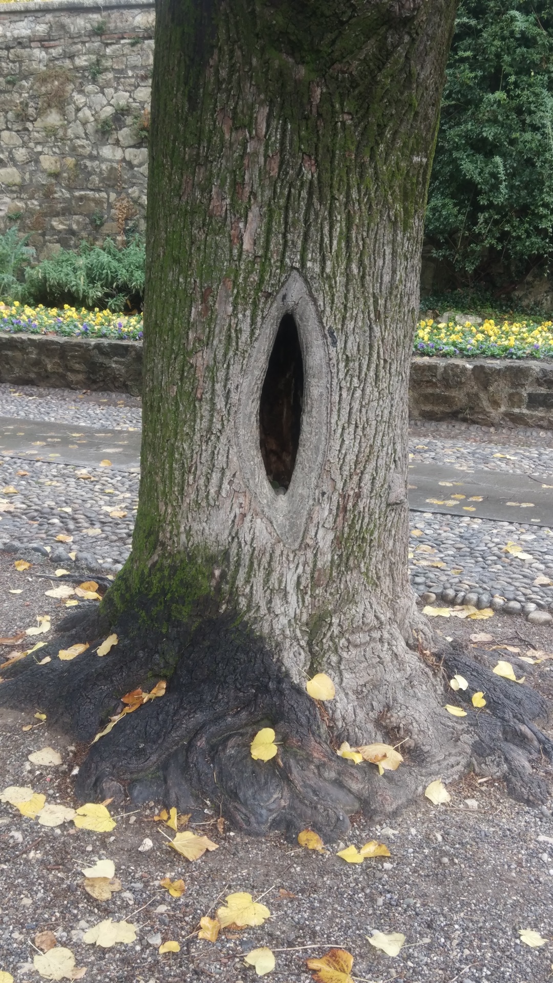 árbore con oco central