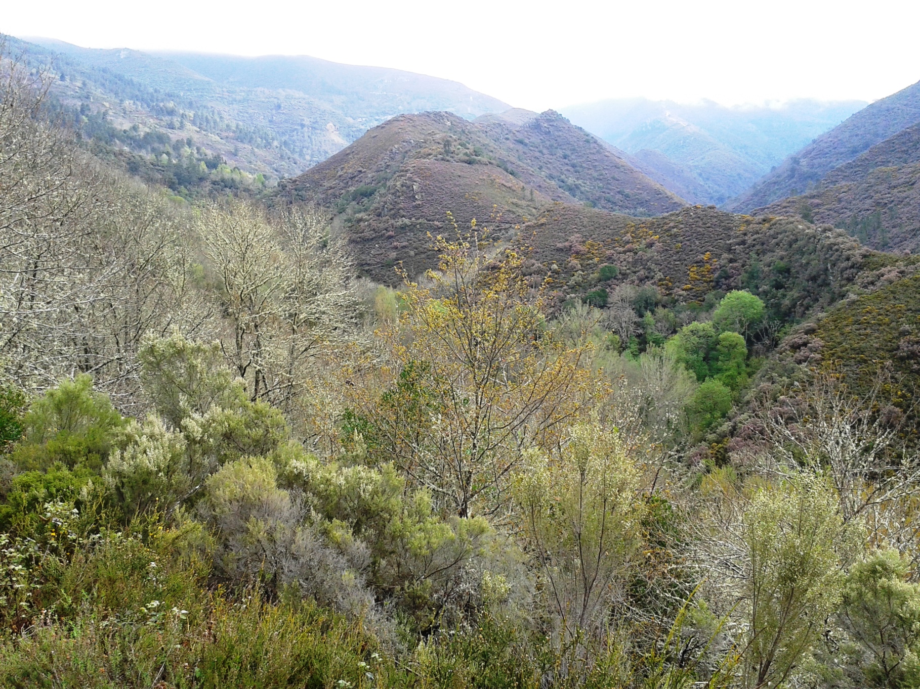 paisaxe montaña galega