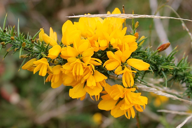 flor de toxo