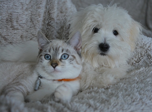 Dog and cat