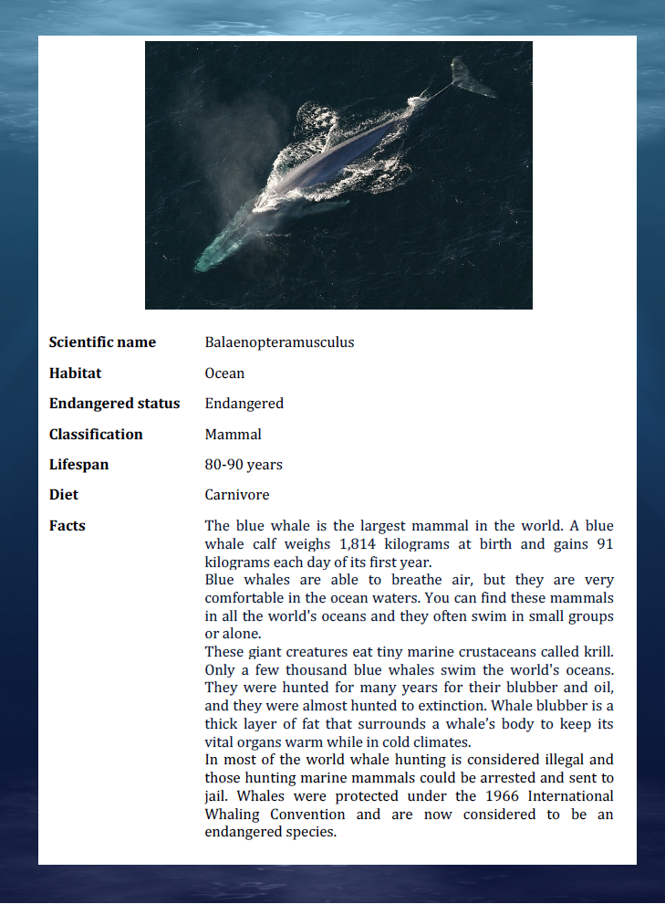 Blue whale Blue whale
