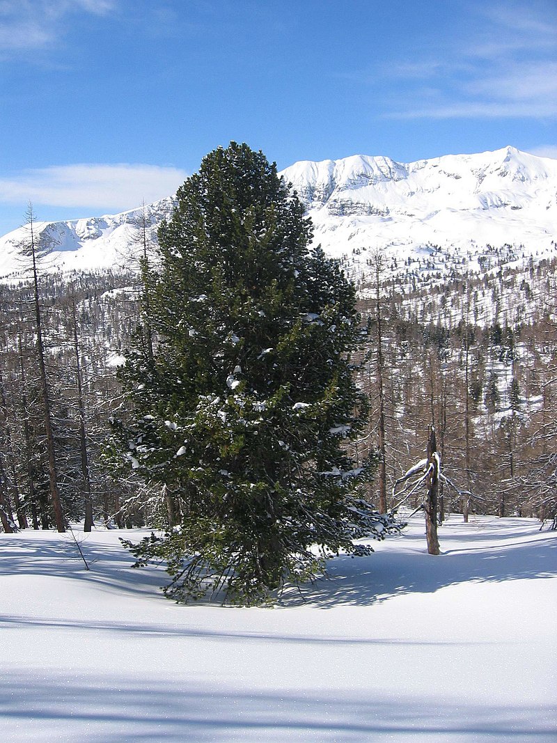 https://es.wikipedia.org/wiki/Pinus#/media/File:Pinus_cembra01.jpg