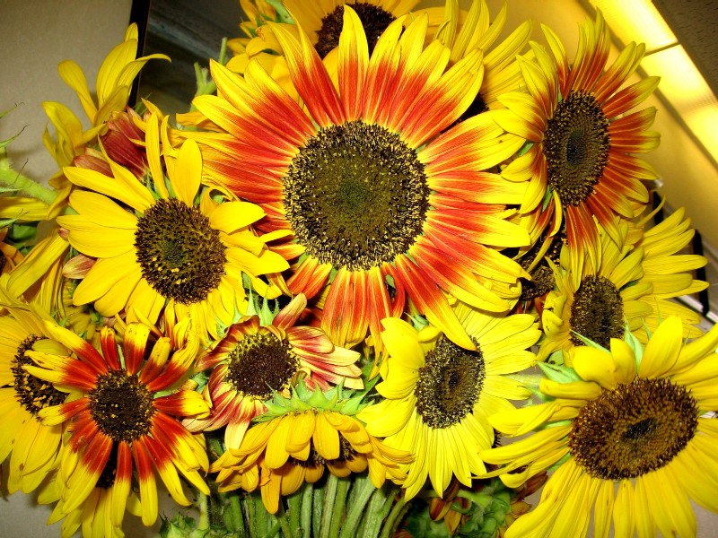 https://es.wikipedia.org/wiki/Girasol_ornamental#/media/File:Red_sunflowers.jpg