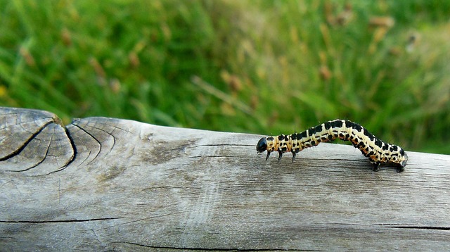 Caterpillar