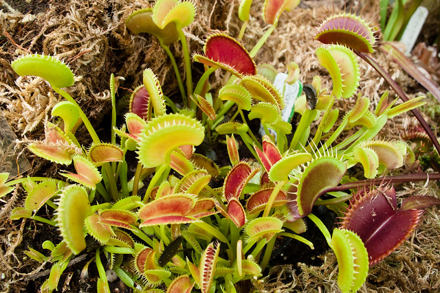 Carnivorous plants Carnivorous plants