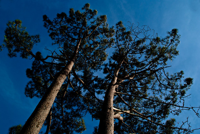Pine trees Pine trees