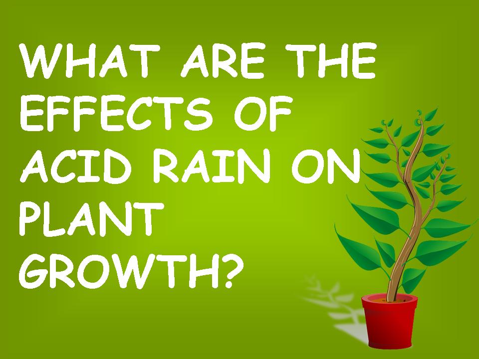 What are the effects of acid rain inon plaant growth? What are the effects of acid rain inon plaant growth?