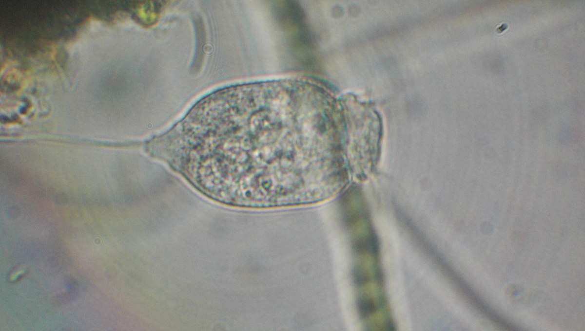 Vorticella, an example of ciliated alga Vorticella, an example of ciliated alga