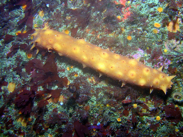 Sea cucumber