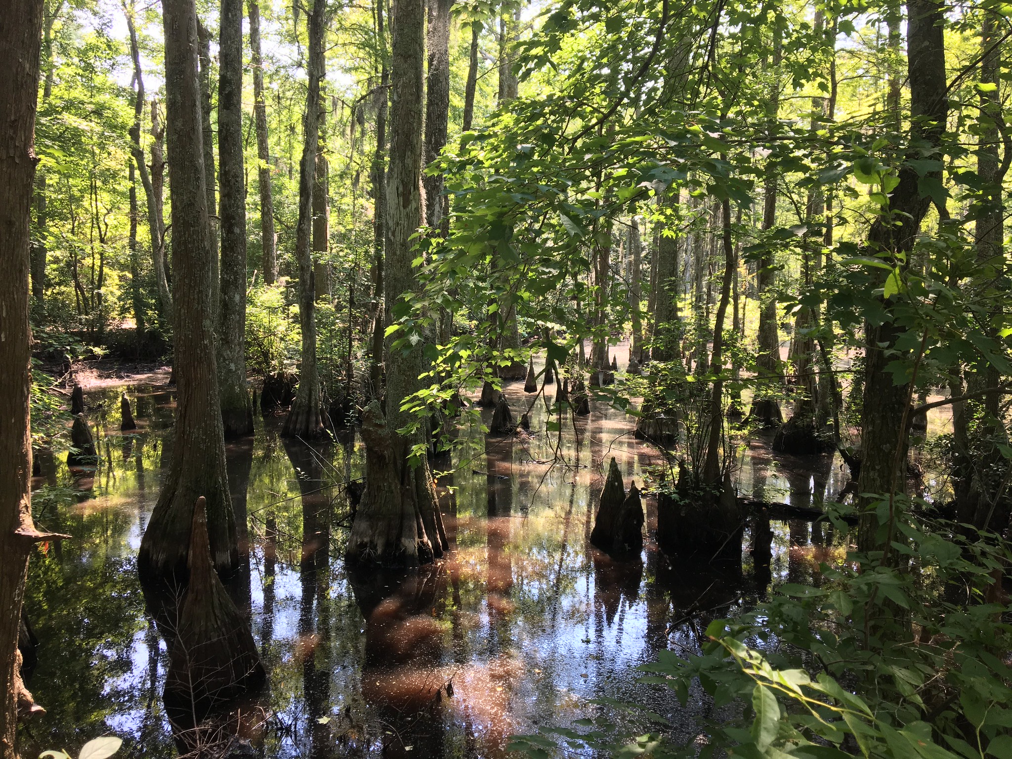 Swamps at State Park, Virginia. Swamps at State Park, Virginia.
