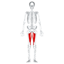 Adductor front view
