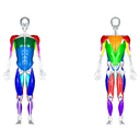 All, front view and back view