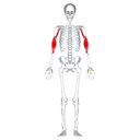Biceps brachii front view