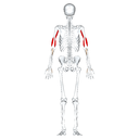 Biceps brachii back view