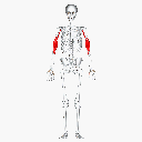 Biceps brachii rotate