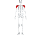 Deltoid front view