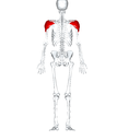Deltoid back view