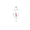 Hamstrings front view