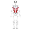 Latissimus dorsi front view