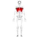 Pectoralis major front view