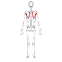 Pectoralis major back view