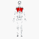 Pectoralis major rotate