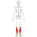 Soleus back view