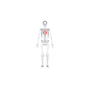 Trapezius front view