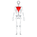 Trapezius back view