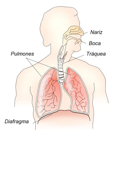sistema respiratorio