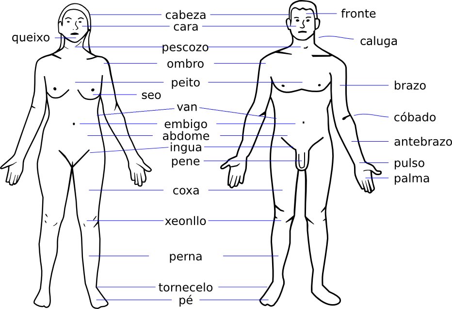 Algúns nomes de partes do corpo