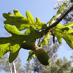 Folla de carballo e landras