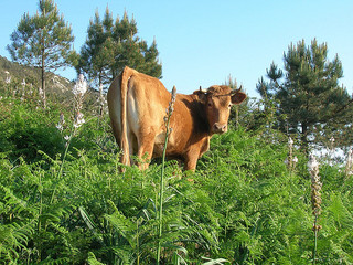 Imaxe dunha vaca