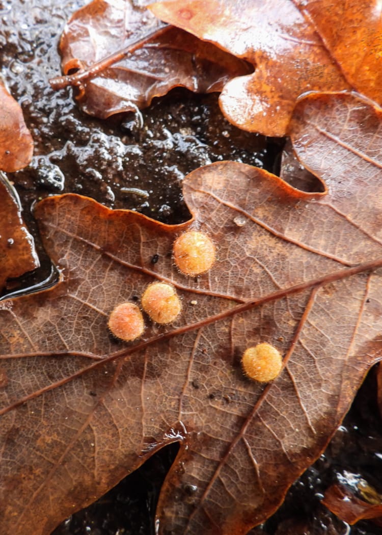 Agallas carballo Agallas carballo