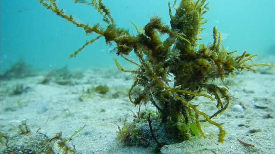 Cabaliño de mar narigudo camuflado