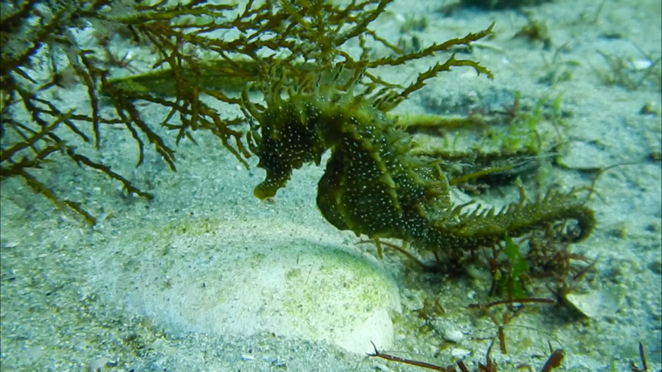 Cabaliño de mar narigudo