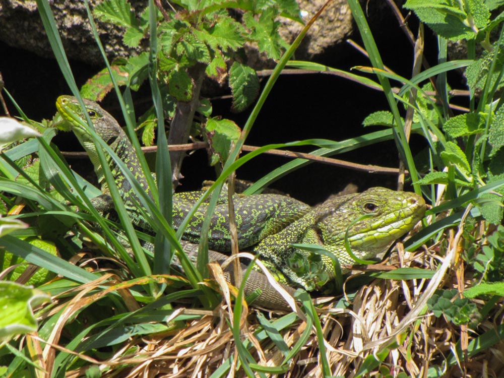 Lagarto arnal