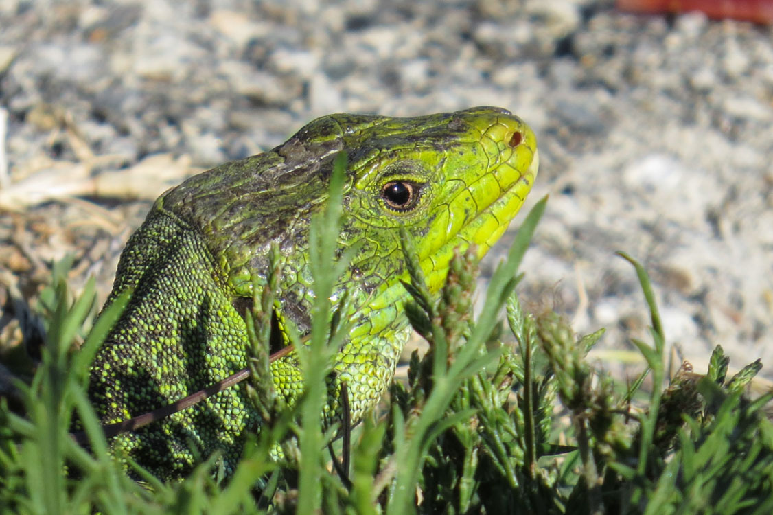 Lagarto arnal