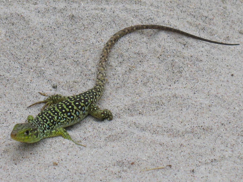 Lagarto arnal subadulto