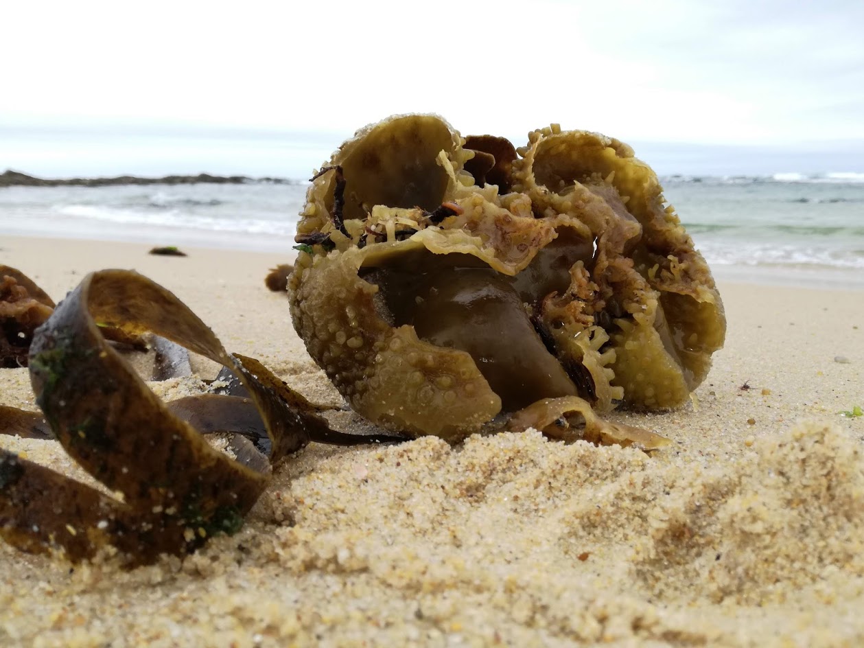 Argazo bravo, alga parda