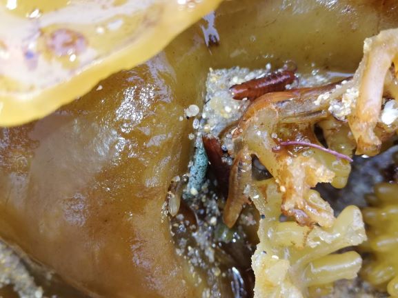 Argazo bravo, alga parda