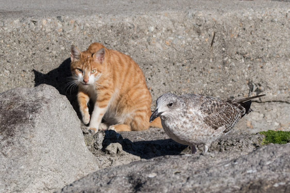 Gatos domésticos e aves
