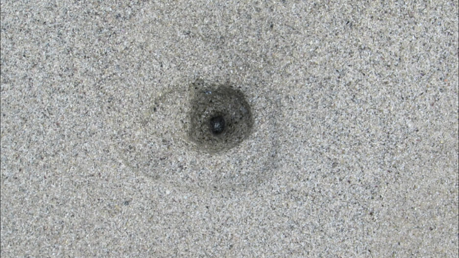 Cagón, Arenicola marina Cagón, Arenicola marina