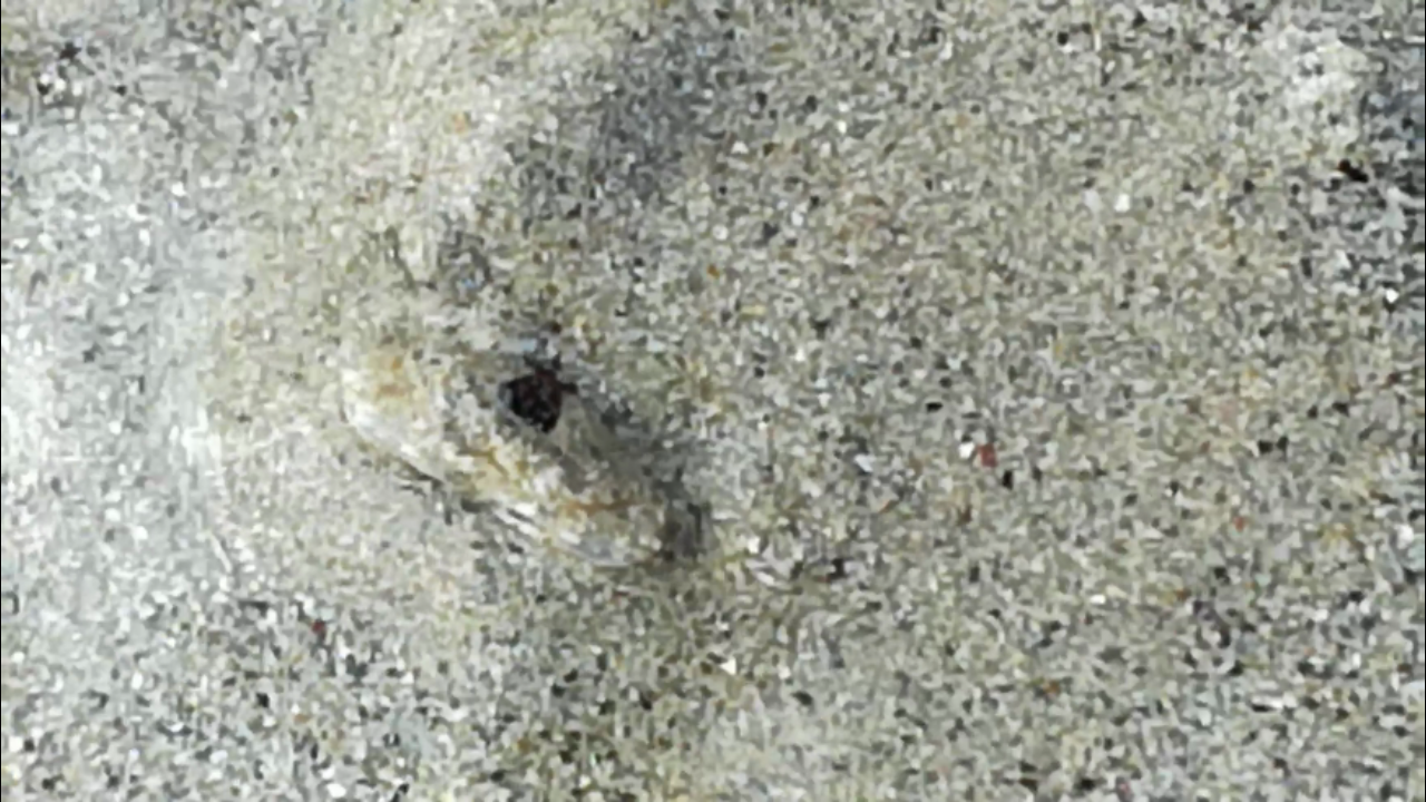 Cangrexo común Cangrexo común