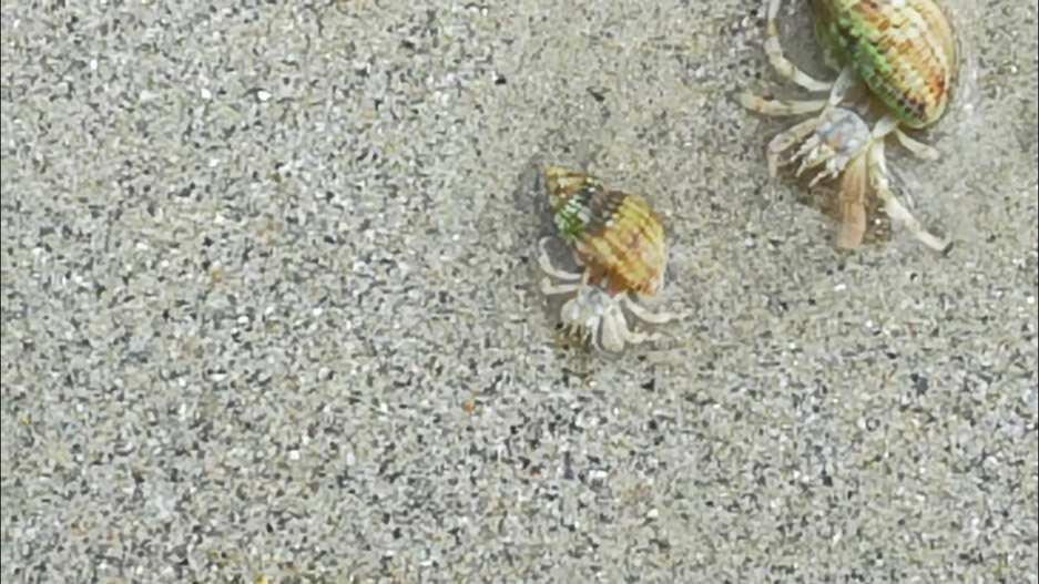 Cangrexo ermitán Cangrexo ermitán