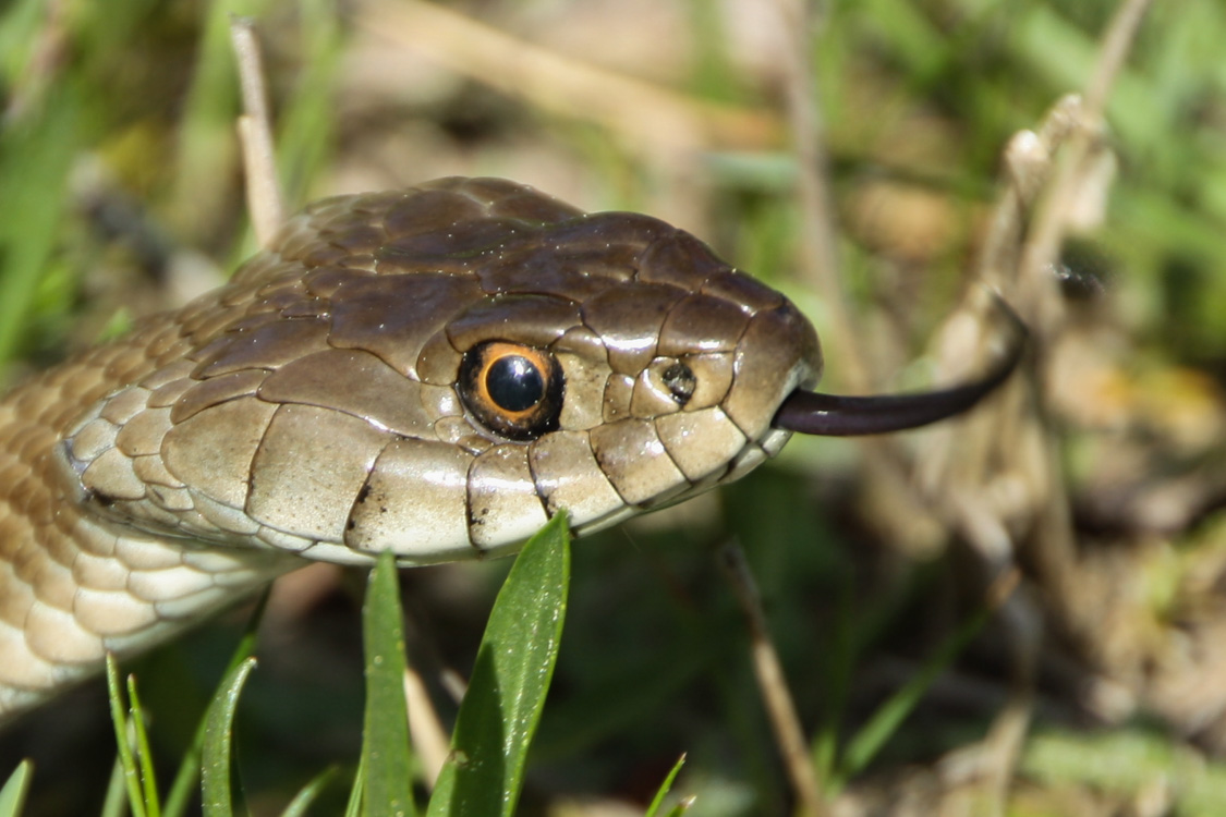 Cobra de colar