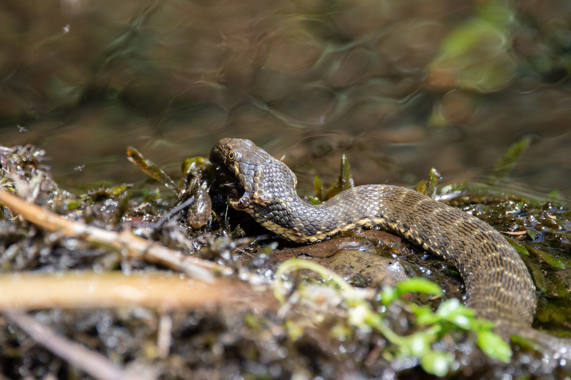 Cobra viperina