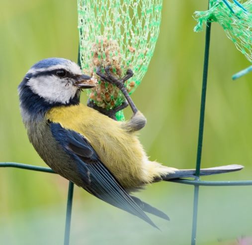 Comedeiro para aves